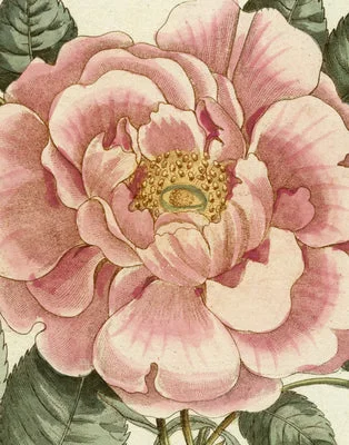 flowerburst1197402